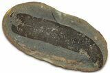 Macroneuropteris Fern Fossil Pos/Neg - Mazon Creek #325860-1